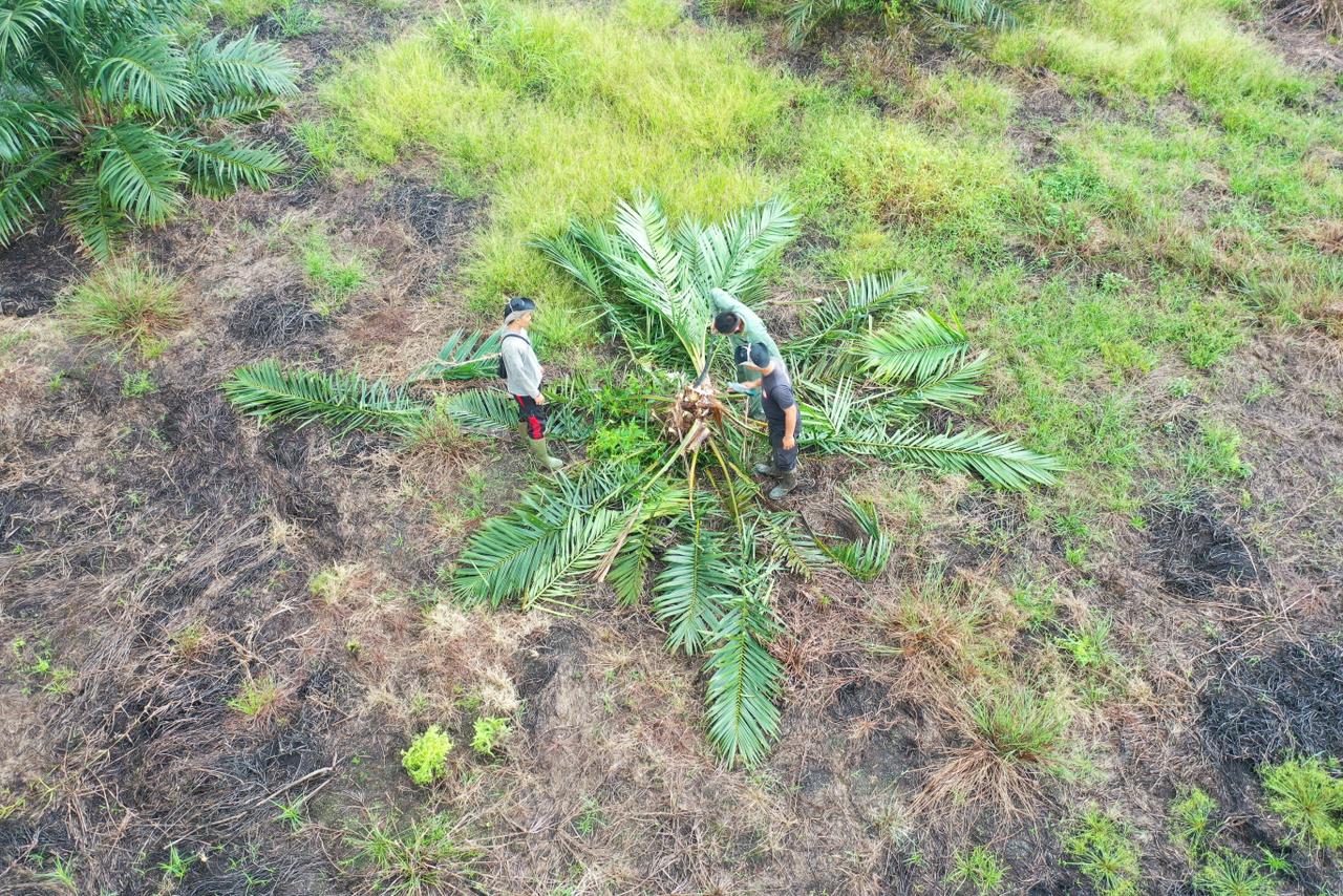 Operasi Gabungan Bongkar Sawit Ilegal di TN Berbak Sembilang, 98,8 Hektare Dimusnahkan