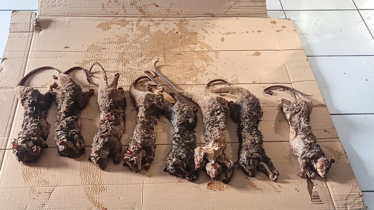 Kuskus Tembung (Strigocuscus celebensis) dalam keadaan mati. Foto : (Dok Gakkumhut Sulawesi)