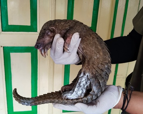 Seekor Trenggiling Diamankan Petugas Sebagai Barang Bukti Perdagangan Satwa Ilegal. Foto : Gakkum Kehutanan 