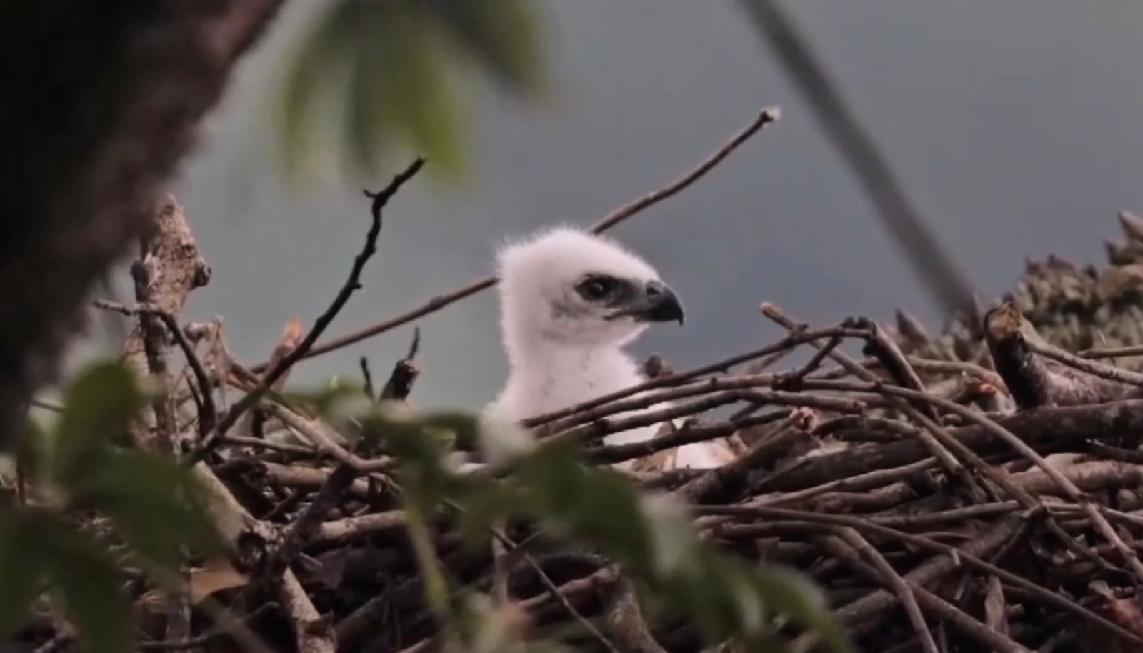 Anak Elang Jawa Berusia 2 Minggu Bernama Garda Nusantara Diam Disarang Pohon Rasamala di TNGHS. Foto : Balai TNGHS