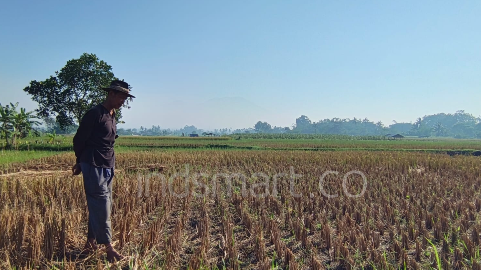 Nestapa Petani Sukabumi 7 Bulan Bendungan Cidadap Dibiarkan Jebol